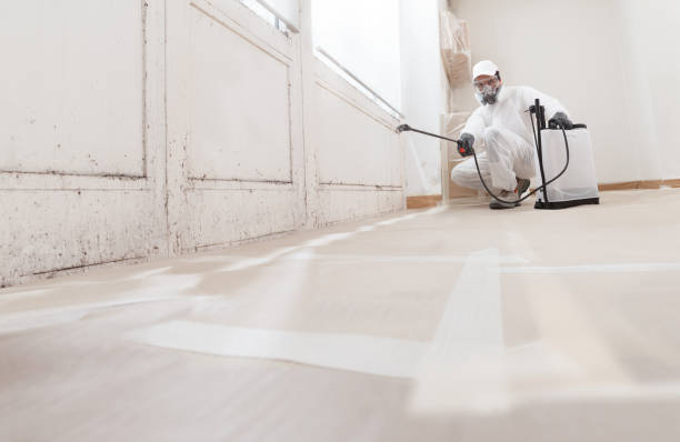 24/7 Emergency Basement Mold Removal experts in Randolph, NJ