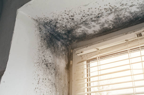 Affordable Basement Mold Removal solutions in Randolph, NJ