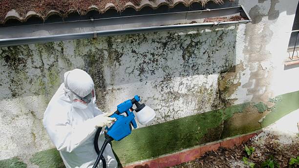Top rated local Basement Mold Removal specialists in Randolph, NJ